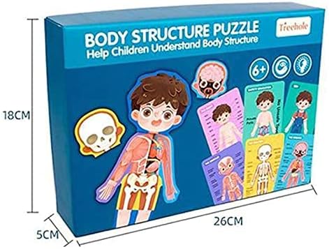 Body Structure Puzzel